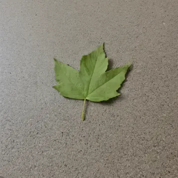 AI-generated art thumbnail for: Leaf Pointing At Exit