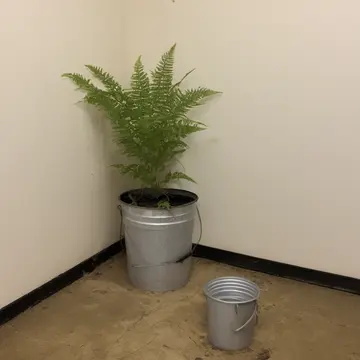 Small potted fern in Utility room corner. The fern is positioned next to an empty, stacked metal bucket. Dust film on the faucet handle