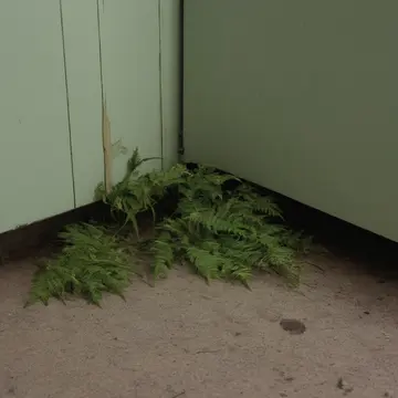Moss-covered filing cabinet in Subway utility closet. Inventory check during morning reset. Faded green moss on metal seams